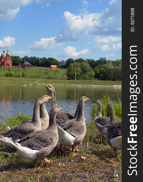 Geese on a background of water