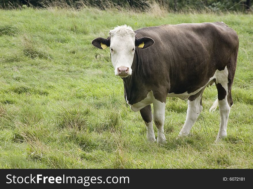 A cow standing in field