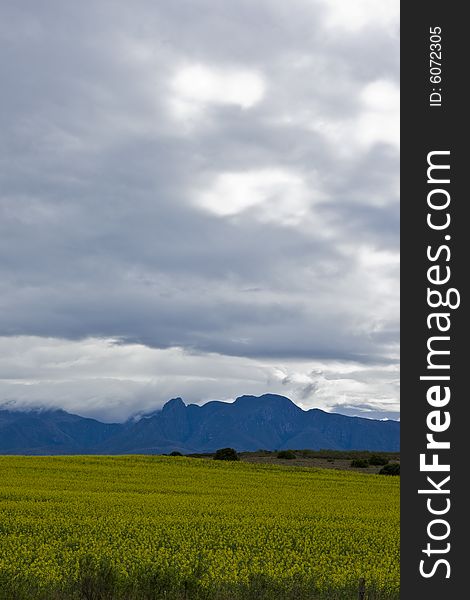 A landscape of Oilseed rape fields along the east coast of South Africa