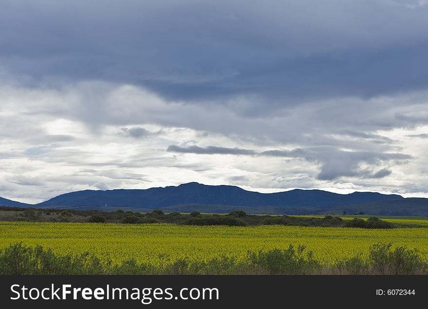 Oilseed rape fields