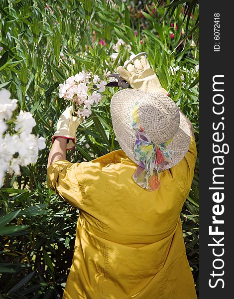 Rear view of senior woman pruning flowers in garden. Rear view of senior woman pruning flowers in garden