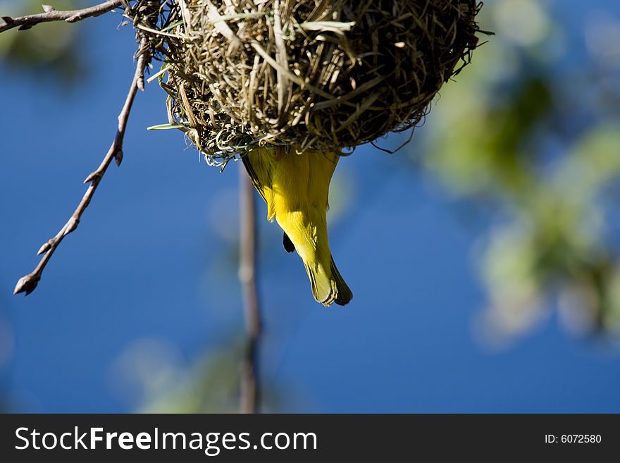 An African Weaver Bird building his nest during mating season in Cape Town