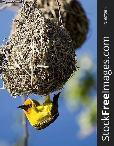 An African Weaver Bird building his nest during mating season in Cape Town