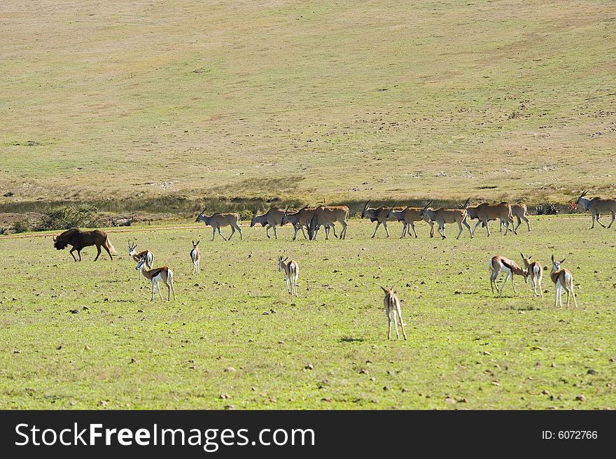 Herds of Eland and Springbok grazing, with a Wildebeest on the left. Herds of Eland and Springbok grazing, with a Wildebeest on the left.