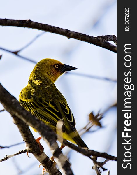 An African Weaver Bird defending his territory during mating season in Cape Town