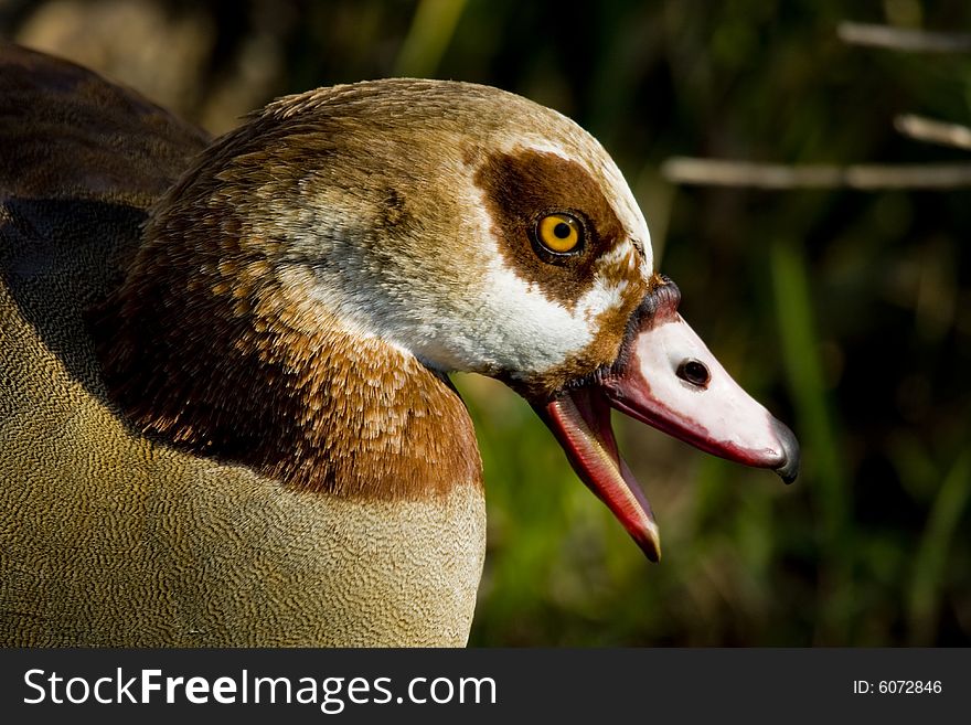 A close up view of an Egyptian Goose