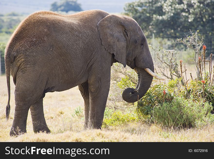 A lone elephant grazing on some juicy plants. A lone elephant grazing on some juicy plants.