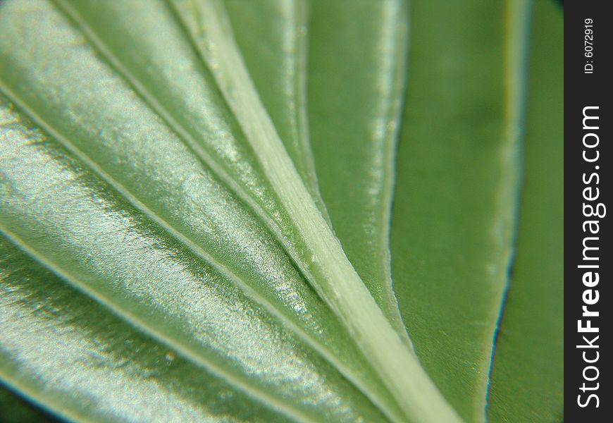 Macro of veins on underside of green leaf. Macro of veins on underside of green leaf