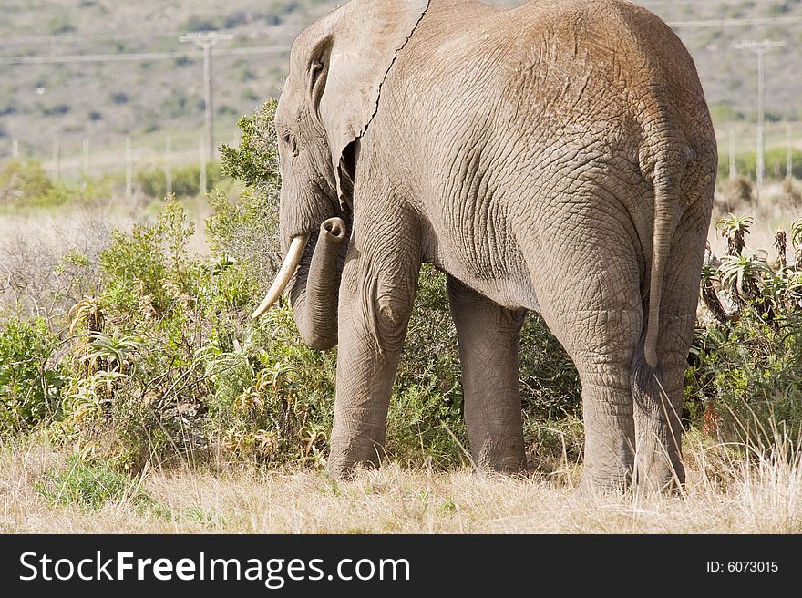 A lone elephant grazing on some juicy plants. A lone elephant grazing on some juicy plants.