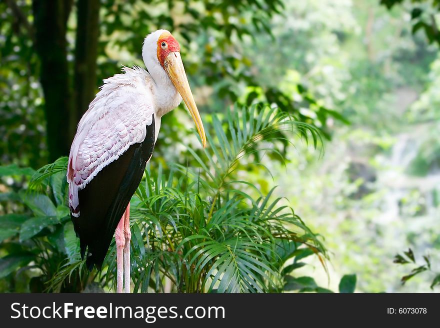 Close up of a stork on natural background