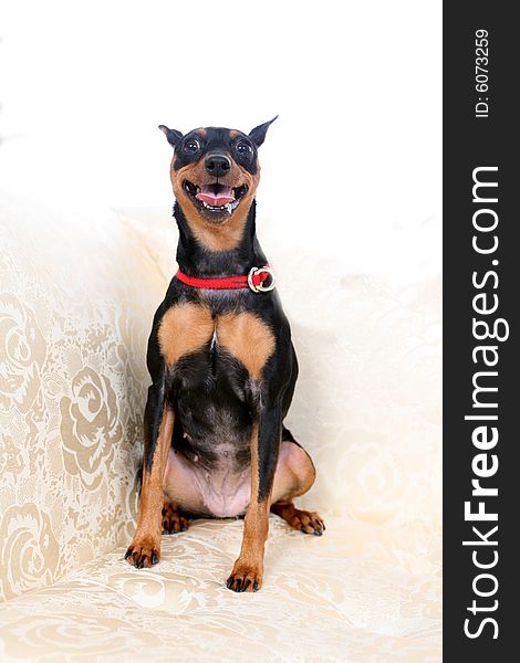 Black and tan mini pincher with ears up. Black and tan mini pincher with ears up