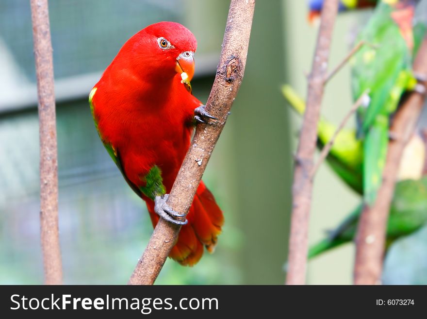 Close up of red lovebird