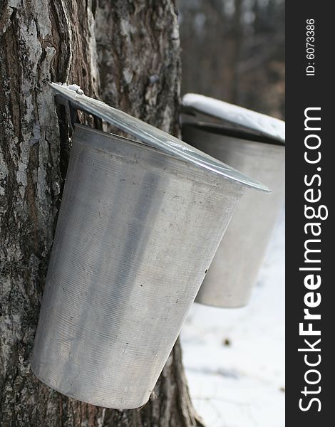 Two aluminium buckets collecting sap from a Sugar Maple