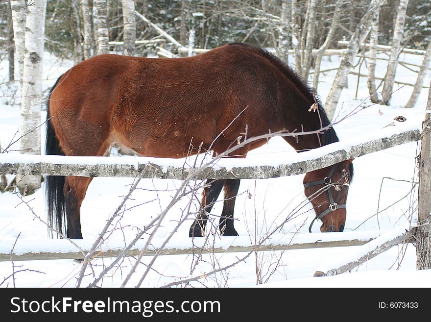 A brown horse grazing the snow covered ground in the late winter. A brown horse grazing the snow covered ground in the late winter