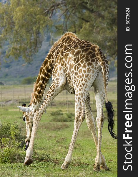 A giraffe grazing by bending down to reach some low bushes.