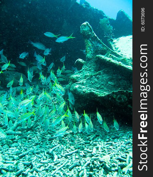 Shots of scuba diving in the Florida keys