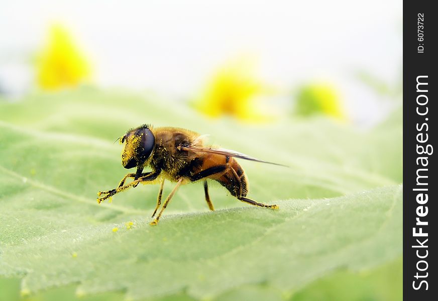 A bee is in pollen.