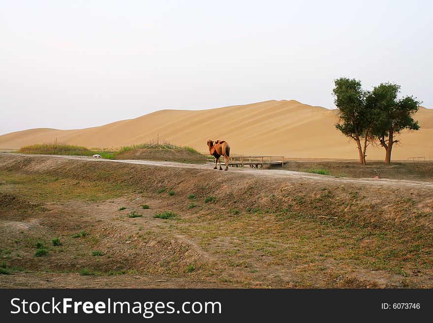 Camel, Tree And Desert