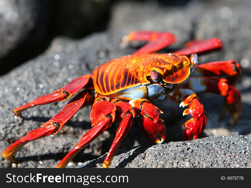 Close Up of a Sally Lightfoot Crab