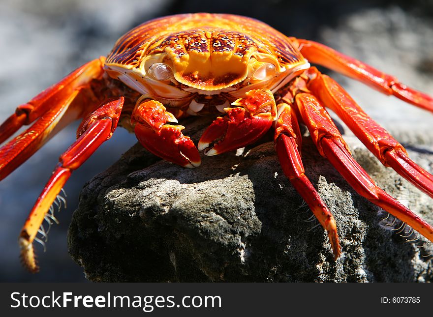 A dead Sally Lightfoot Crab rests on a rock. A dead Sally Lightfoot Crab rests on a rock