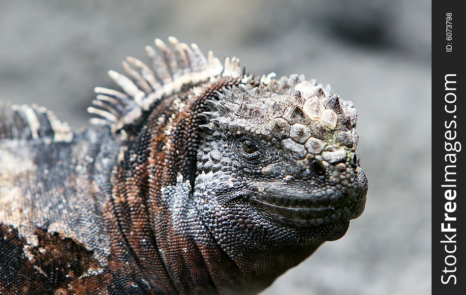 Close Up Marine Iguana on the Galapagos Islands of Ecuador