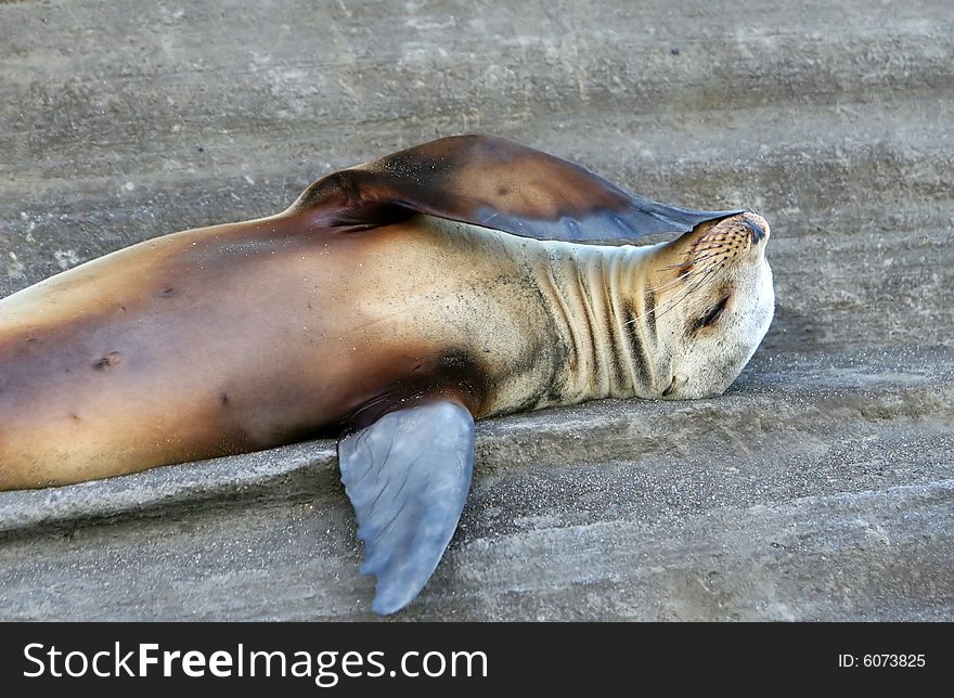 A Sea Lion ponders lifes great mysteries on his back. A Sea Lion ponders lifes great mysteries on his back