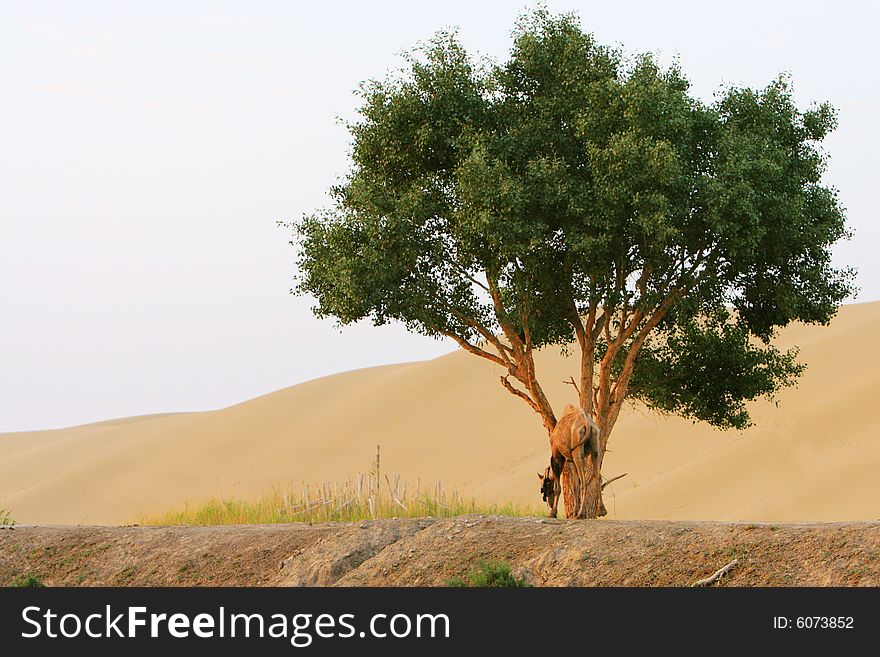 Camel, Tree And Desert