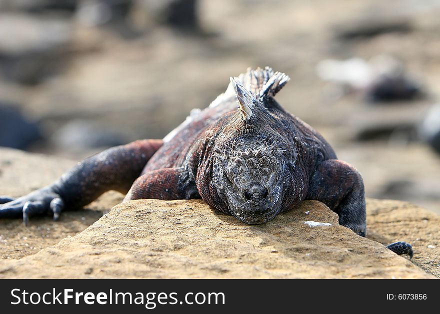 A Marine Iguana in a strange pose on a rock