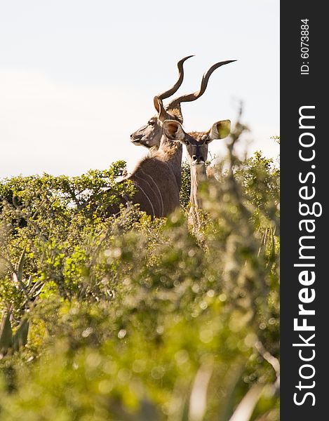 Magnificent Kudu bull with curly horns, standing between some bushes.