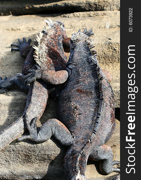 Two Marine Iguanas are best friends. Two Marine Iguanas are best friends