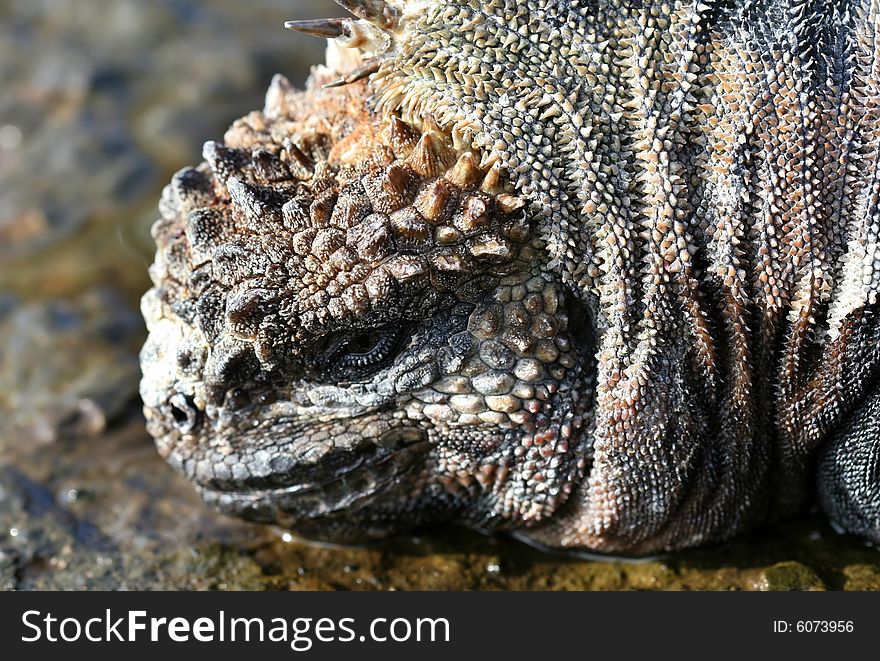 Extreme closeup of a marine iguana on the Galapagos Islands