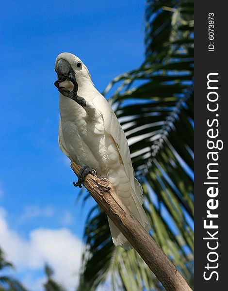 White parrot on the branch