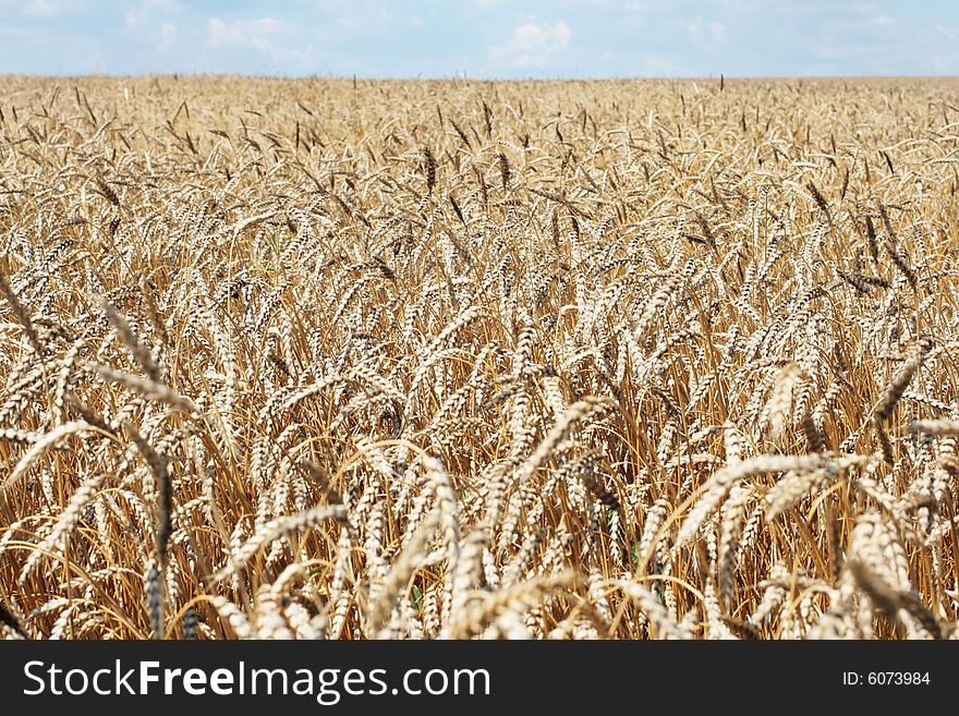 Ripe ears of a wheaten field before harvesting