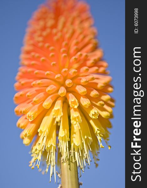 A perspective view of an African Red Hot Poker Flower