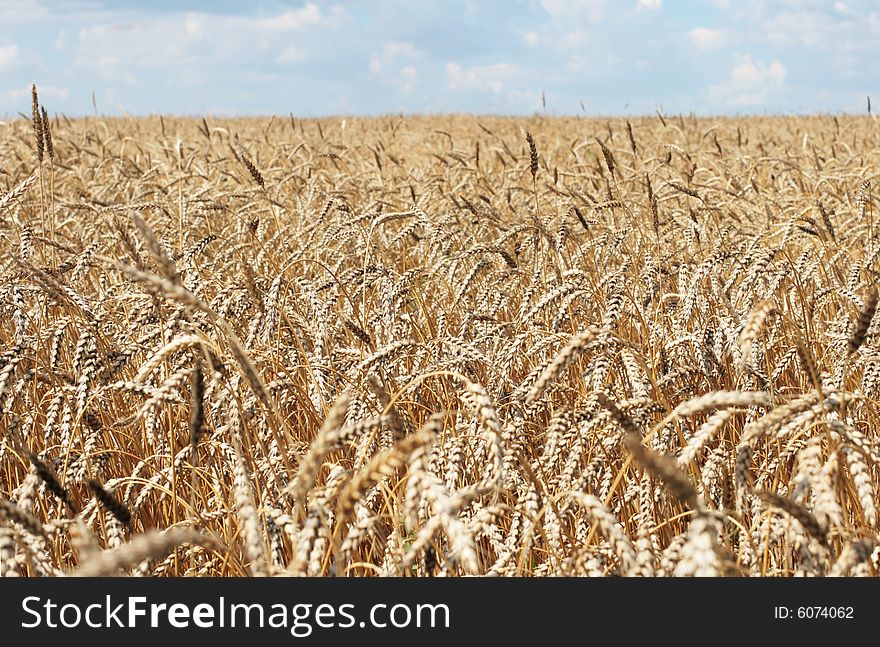 Wheaten field