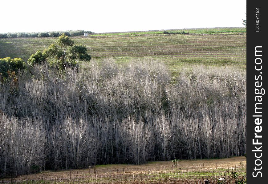 Bare trees above vineyards in winelands. Bare trees above vineyards in winelands