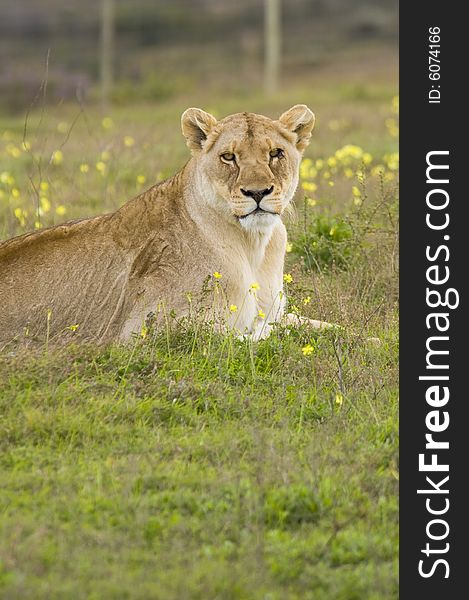 A lone lioness resting on the grass, looking at the camera.