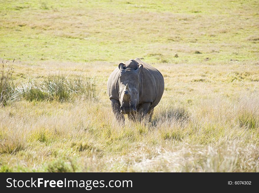 A healthy lone rhino in a game reserve, grazing. A healthy lone rhino in a game reserve, grazing.