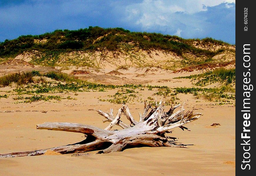 Nature is a living artwork - even death in nature - such as this stark, brittle old tree trunk is sculpturally beautiful set against sand dunes. Nature is a living artwork - even death in nature - such as this stark, brittle old tree trunk is sculpturally beautiful set against sand dunes.