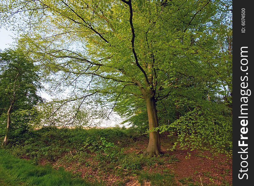 Bright green tree on the edge of a forest with blue sky. Bright green tree on the edge of a forest with blue sky