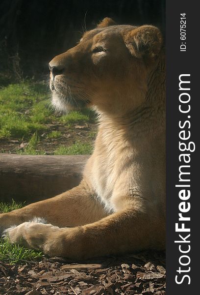 Lionness Sunbathing