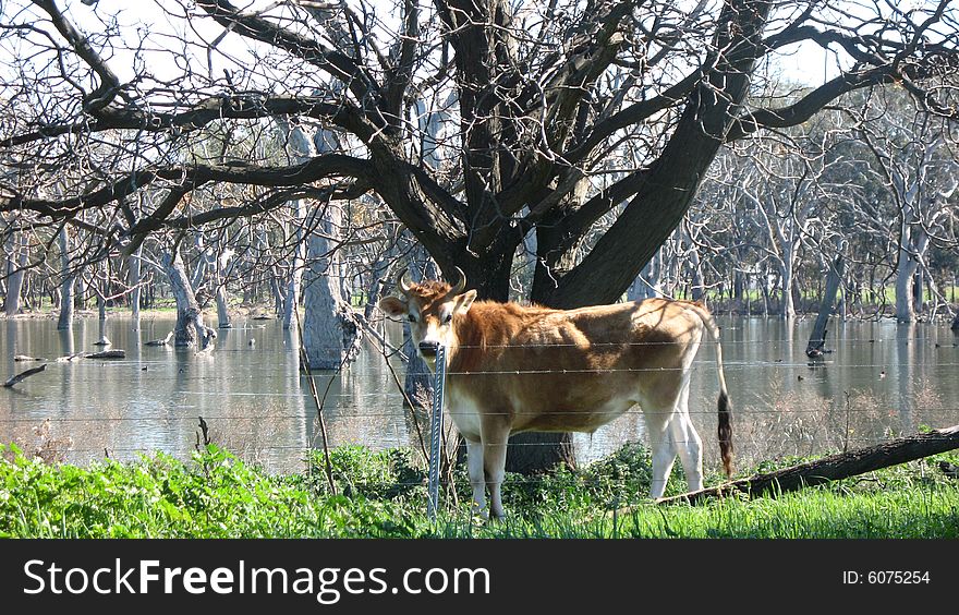 A cow at the watersedge of a pond with trees in it. A cow at the watersedge of a pond with trees in it