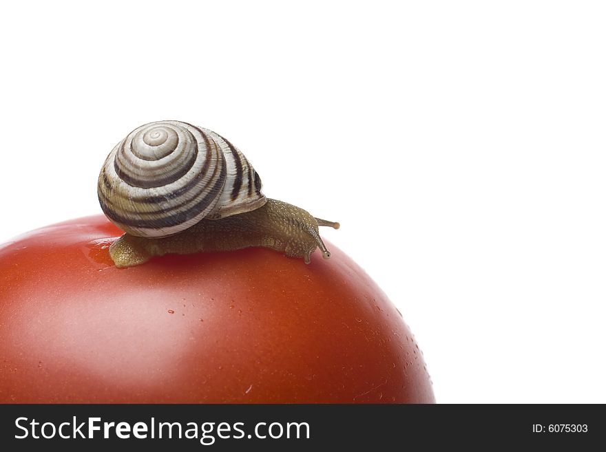 Snail on the red tomato