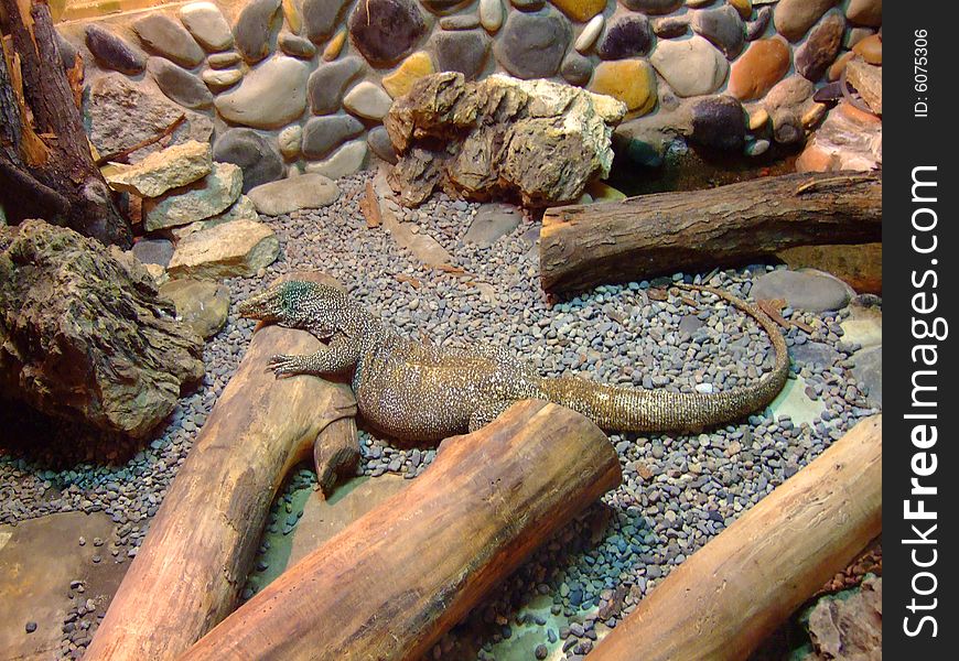 Photo of the big lizard in stones, on hunting.