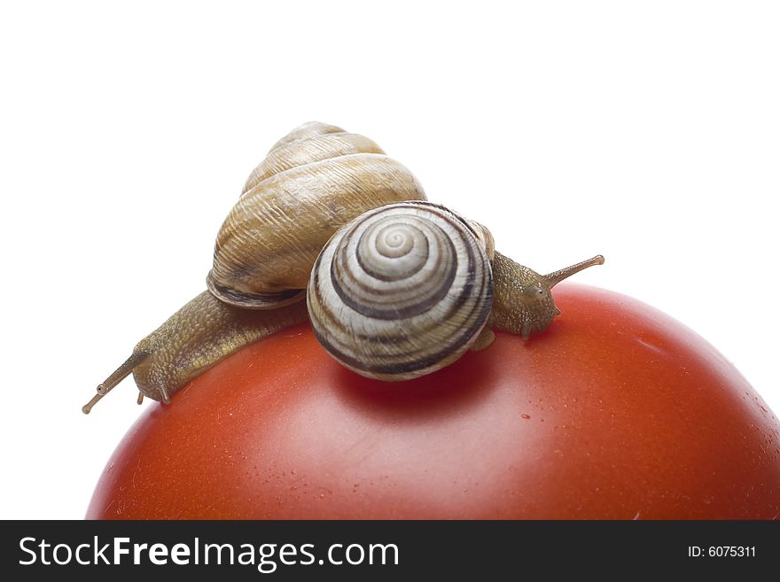 Two snails on the red tomato