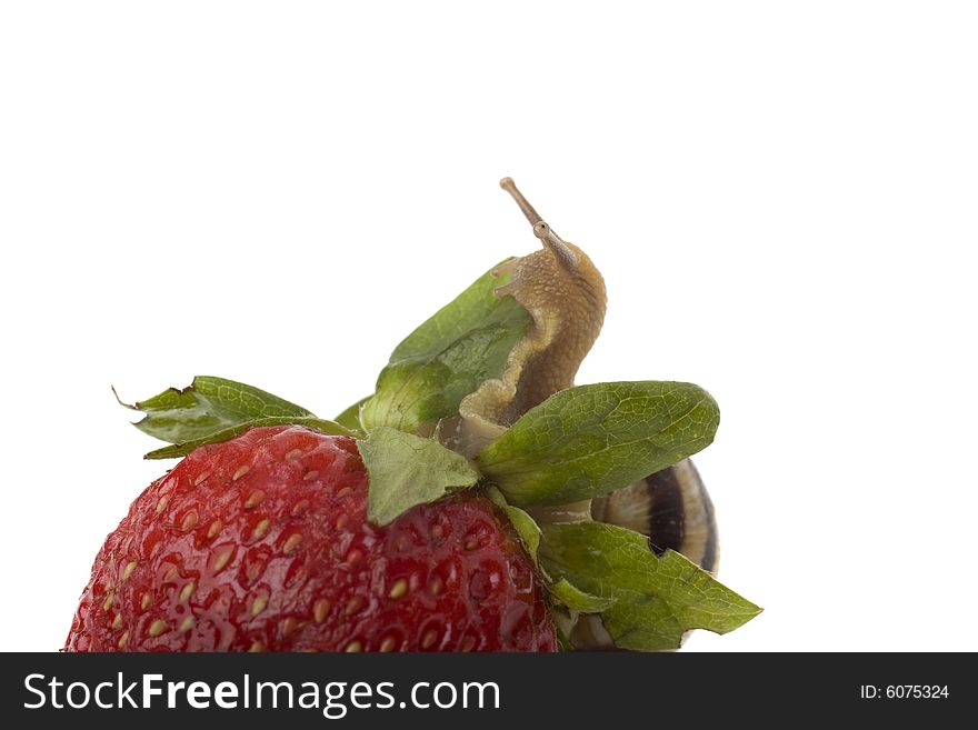 Snail on the red strawberry