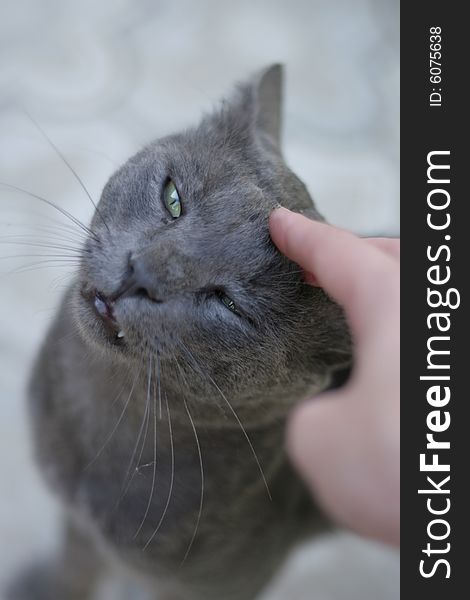 Human hand to caress a russian blue cat