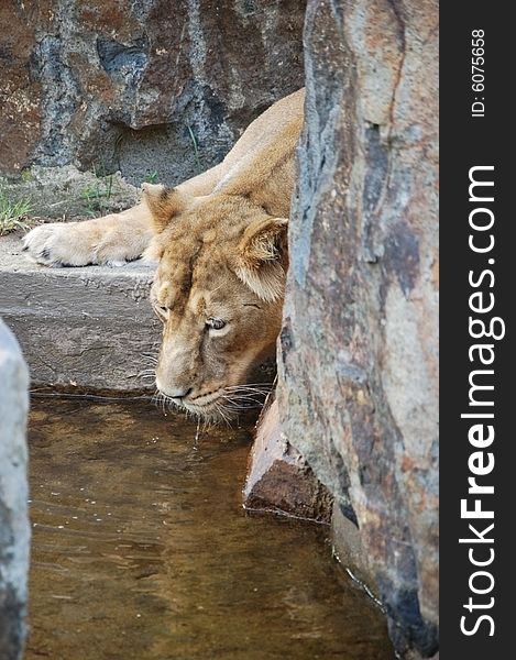 Lioness drinking water - detail with stones in background