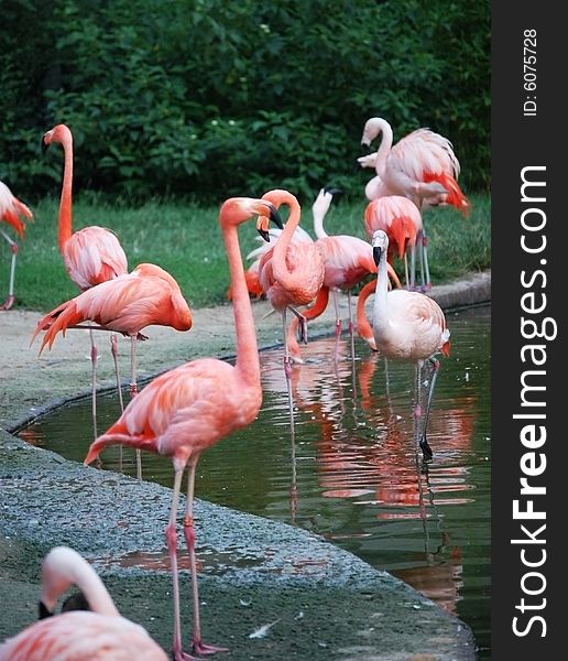 Group of flamingos fishing in the river