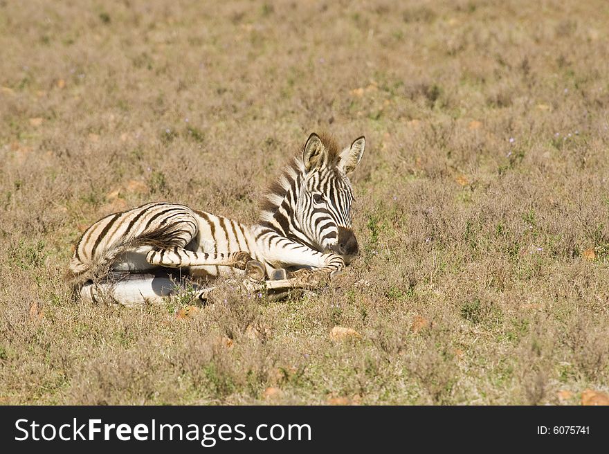 Healthy young zebra lying on the grass in a wildlife reserve. Healthy young zebra lying on the grass in a wildlife reserve.